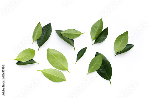 Citrus leaves on a white background.