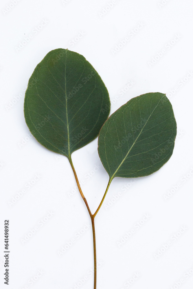 Fototapeta premium Green leaves of eucalyptus on white
