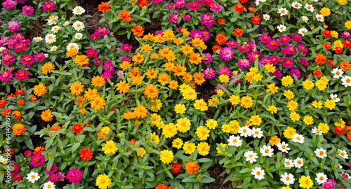 Zinnia flower in the garden