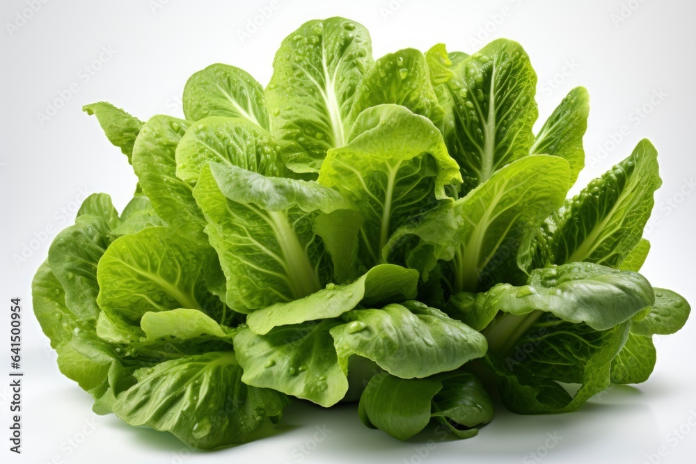 Large lettuce isolated on a white background Large lettuce isolated on a white background