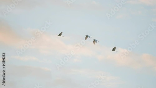 Bird flock flying on sky background