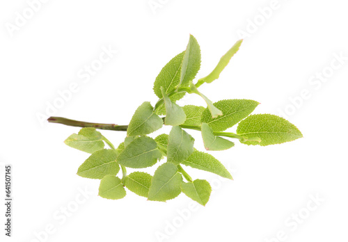 Bilberry branch with fresh green leaves isolated on white