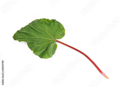 Fresh rhubarb stalk with leaf isolated on white, top view