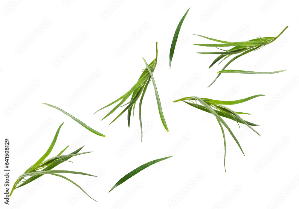 Naklejka premium Fresh green tarragon falling on white background