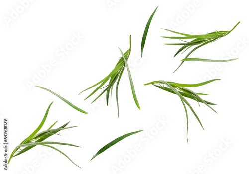 Fresh green tarragon falling on white background