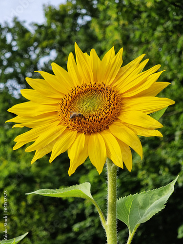 sunflower in the garden (ID: 641512373)