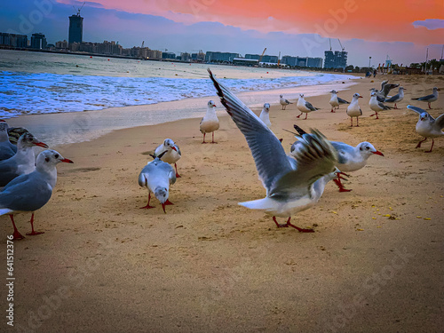 birds on the beach (ID: 641512376)