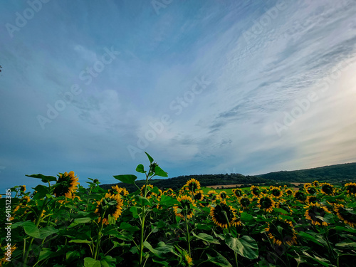 field of sunflowers (ID: 641512385)