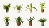 potted plants on white background.