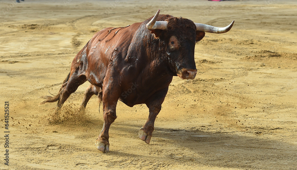 strong bull wih big horns in a traditional spectacle of bullfight in spain strong bull wih big horns in a traditional spectacle of bullfight in spain