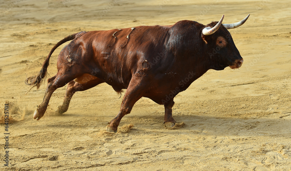 strong bull with big horns in spain strong bull with big horns in spain