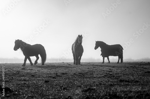 horses in the field