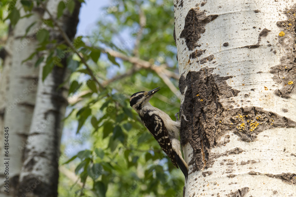 Fototapeta premium Mama Hairy Woodpecker bring food to her Nest