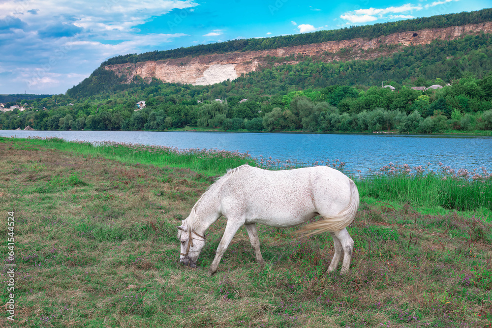 White horse grazing on a meadow near the river White horse grazing on a meadow near the river