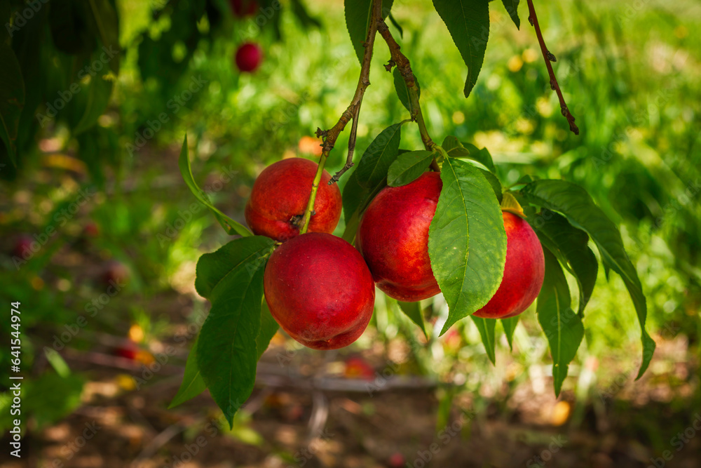 Fruits of nectarines on a branch, close-up. Selective soft focus