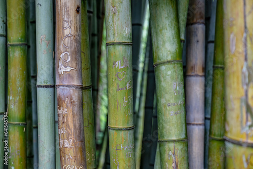 bamboo