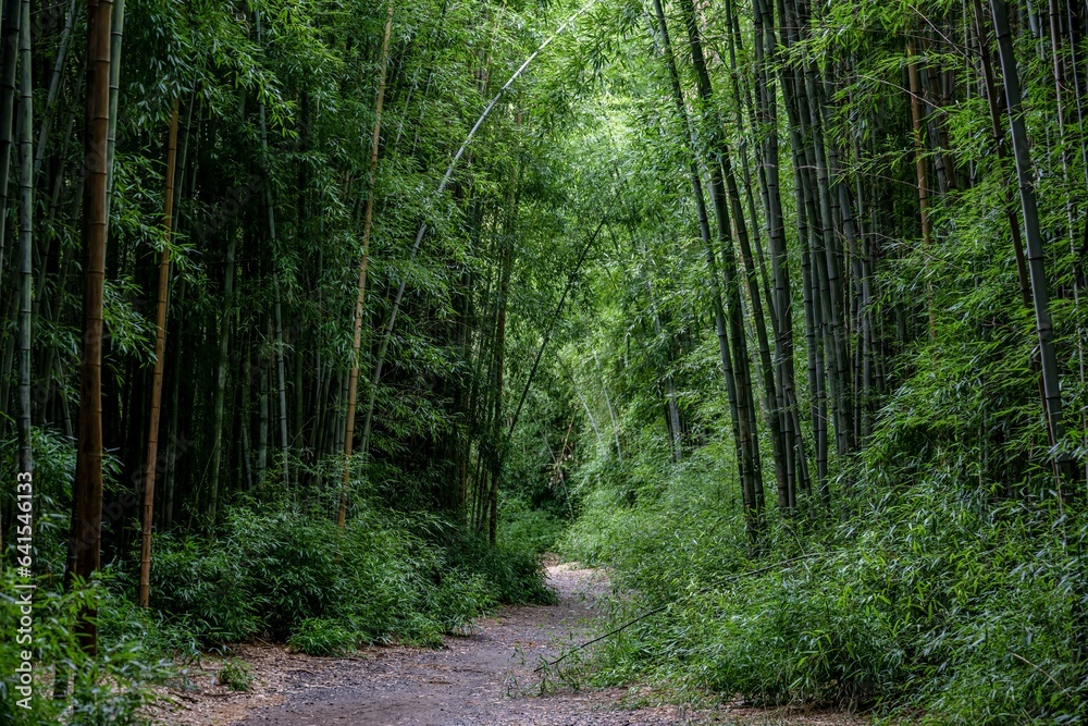 bamboo bamboo