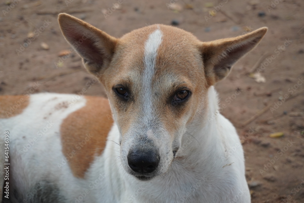 A beautiful dog gazes with an enchanted gaze. close up of a dog A beautiful dog gazes with an enchanted gaze. close up of a dog