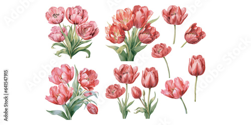 watercolor parrot tulip clipart for graphic resources