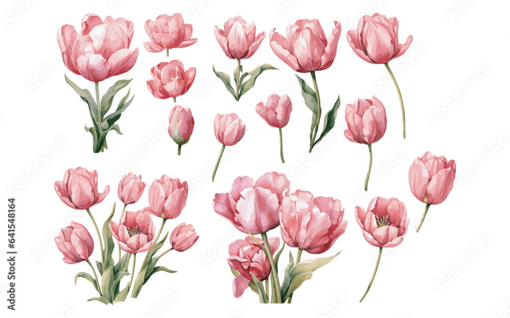 watercolor pink tulip clipart for graphic resources - obrazy, fototapety, plakaty 