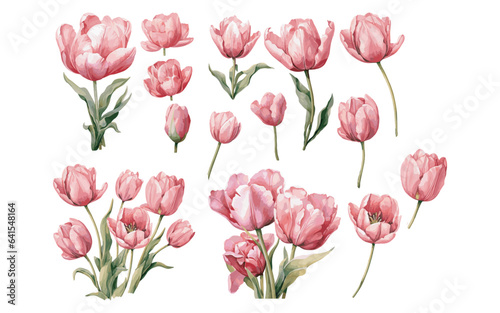 watercolor pink tulip clipart for graphic resources #641548164