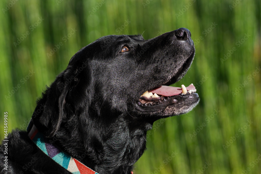 Sonriente perro negro de perfil, con el fondo de un muro de plantas de color verde 