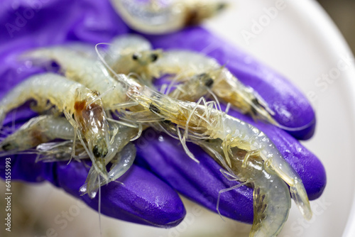Analysis of bacteria in shrimp in the laboratory. photo