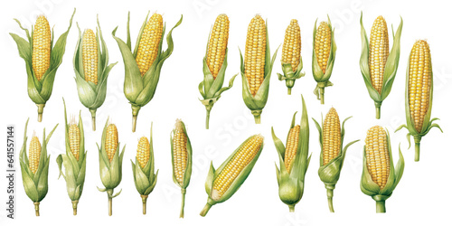 watercolor corn clipart for graphic resources