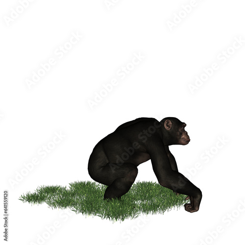 chimpanzee in grass