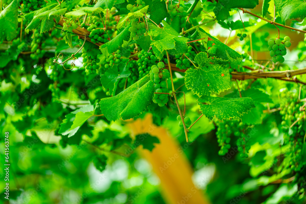 Obraz premium Green unripe grapes growing in a vineyard greenhouse. Winemaking, house wine, background. A sweet grapes in the tropical green house