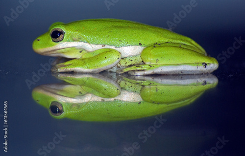 Green Tree Frog on reflective surface