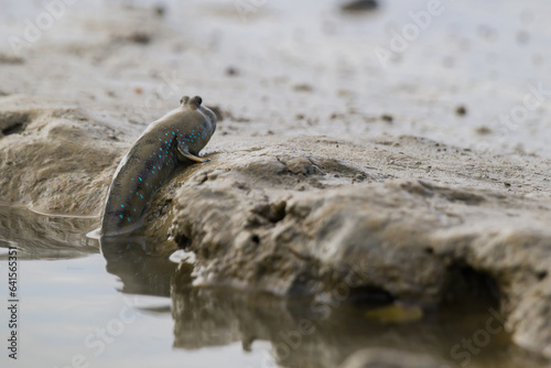 Mudskipper crawling out of water on mud flats searching food. This species of mudskipper is known as blue spotted mudskipper or Boleophthalmus boddarti which is amphibian fish in india.