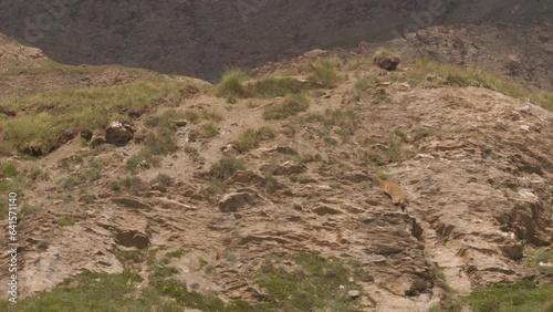 Ground Squirrel Marmot Climbing On Rocky Mountain. Tracking Shot photo