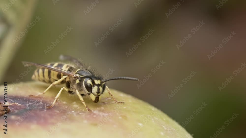 Medium close up shot of a wasp getting reading to fly away, wasp sits on an apple. Slow motion close up shot with shallow depth of field. Medium close up shot of a wasp getting reading to fly away, wasp sits on an apple. Slow motion close up shot with shallow depth of field.