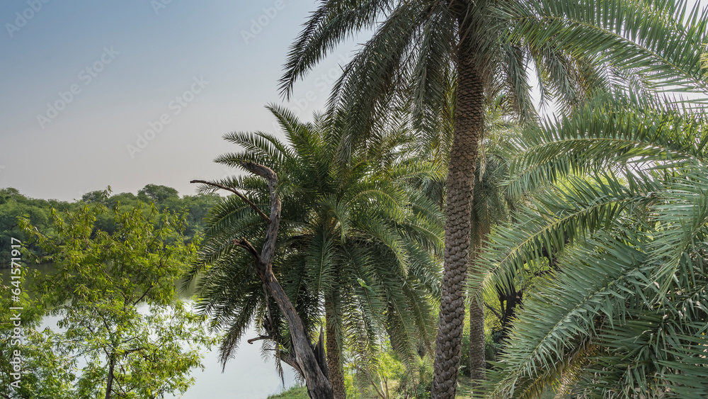 Palm trees with spreading crowns grow on the shore of the lake. Green parrots Psittacula krameri are sitting on the leaves. India. Keoladeo Bird Sanctuary. Bharatpur. 