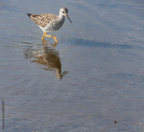 Lesser yellowlegs in Chilean Coastal Wetland