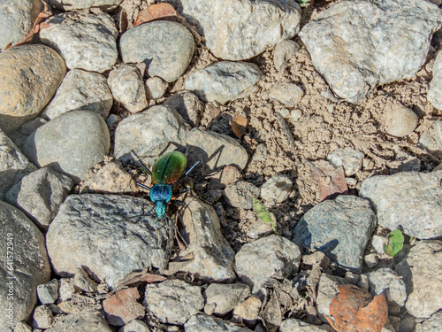 close up of a chilean magnificent beetle walking on a pine forest path in sunny afternoon light