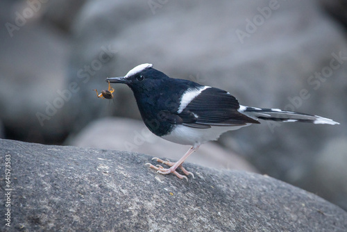 a white-crowned forktail Enicurus leschenaulti on river rock searching for food, natural bokeh background photo