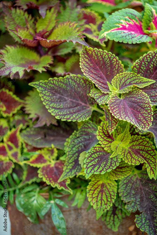 colorful coleus in the pot colorful coleus in the pot