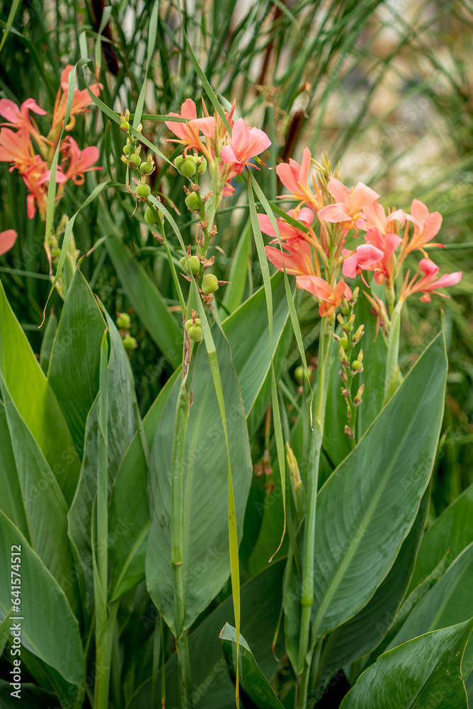 Fototapeta premium Canna flower in the garden