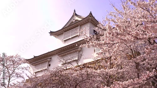 日本の岡山県、鶴山公園の津山城備中櫓と桜吹雪。