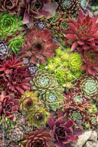 succulent plants