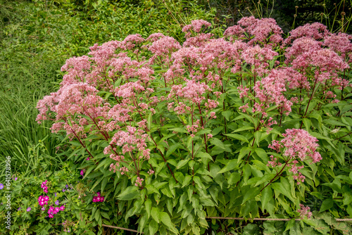 Fototapeta Naklejka Na Ścianę i Meble -  Purple flowers in the garden