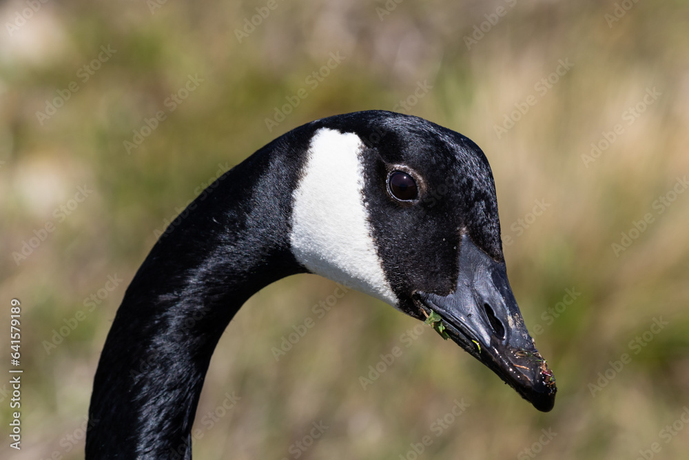 Canada Goose (Branta canadensis), also called Canadian Goose. Closeup of head, looking at camera. South of Monterey, California.
Canada Goose (Branta canadensis), also called Canadian Goose. Closeup of head, looking at camera. South of Monterey, California.