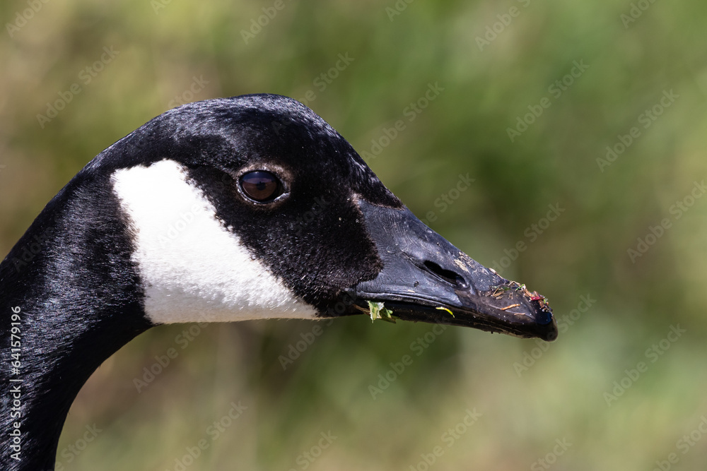 Canada Goose (Branta canadensis), also called Canadian Goose. Closeup of head, looking at camera. South of Monterey, California.
Canada Goose (Branta canadensis), also called Canadian Goose. Closeup of head, looking at camera. South of Monterey, California.