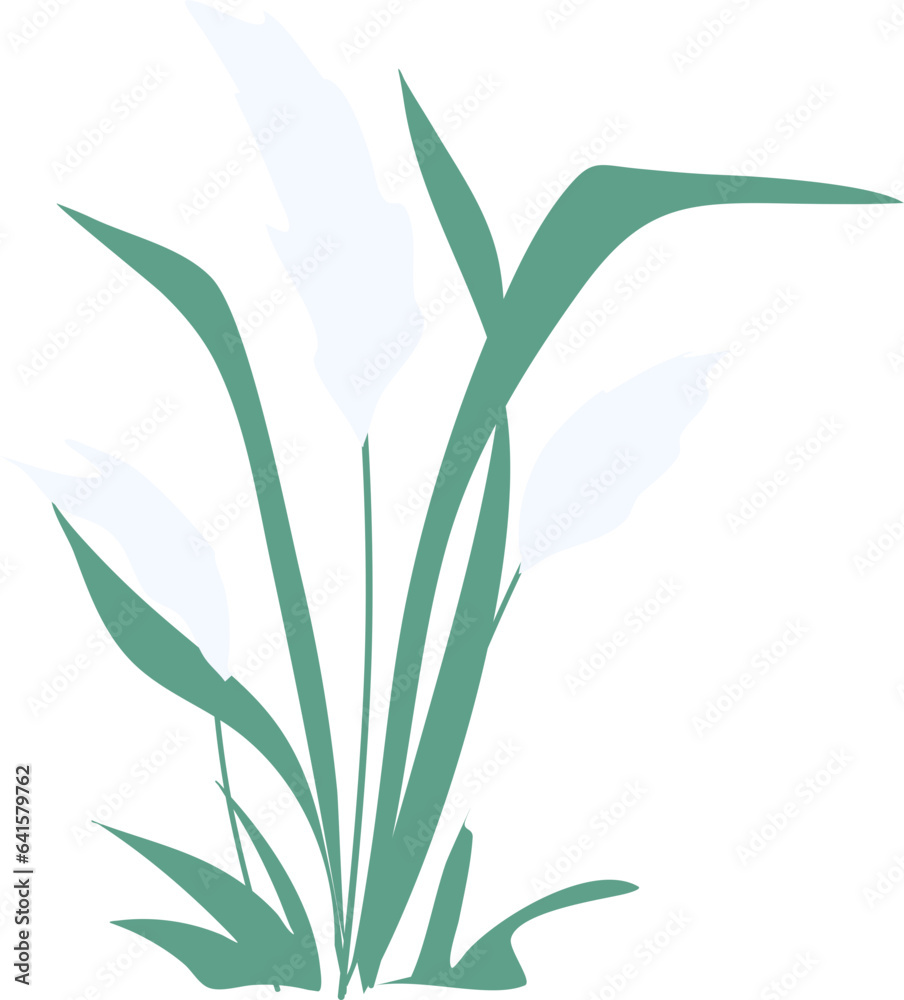 Reed plant Illustration, pond reed clipart, grass clipart 