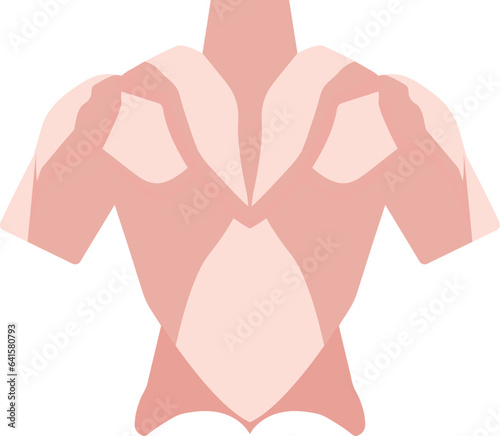 It's a back muscle illustration.
