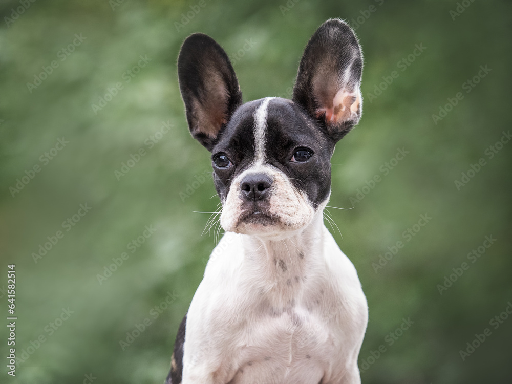 Cute puppy walks in a meadow on green grass. Close-up, outdoor. Day light. Concept of care, education, obedience training and raising pets