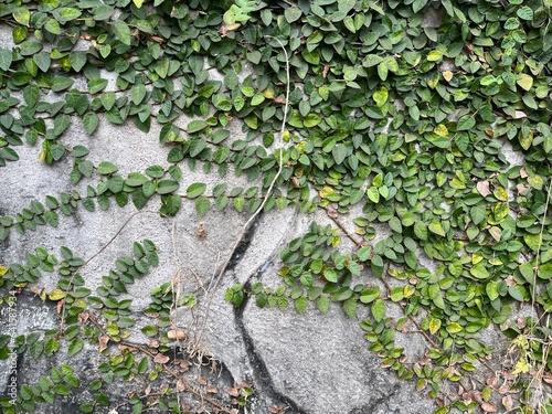 Background of green leaves and stems vine in front of grey concrete wall