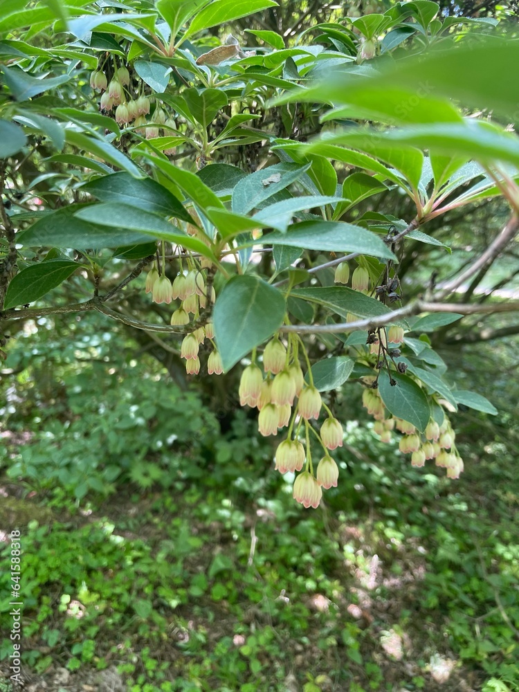 Enkianthus campanulatus 